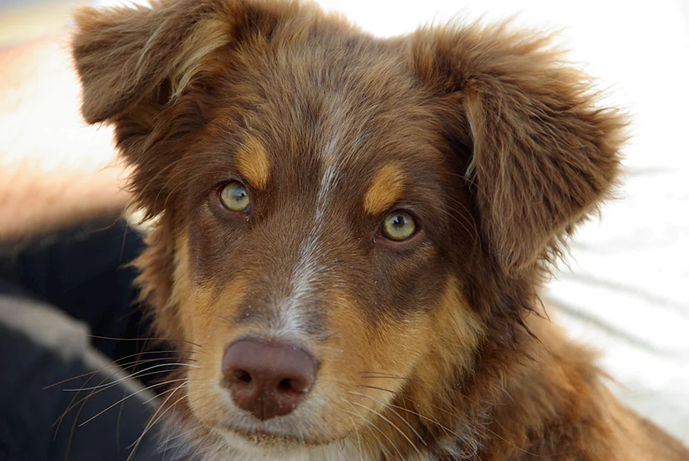 Mischling Collie