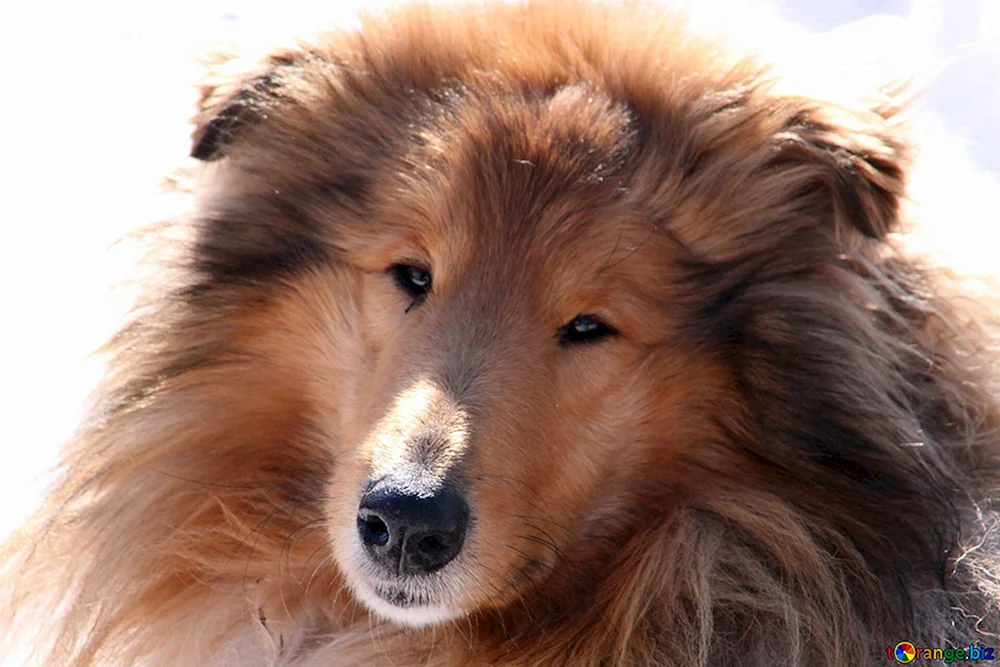 Sheltie mittis