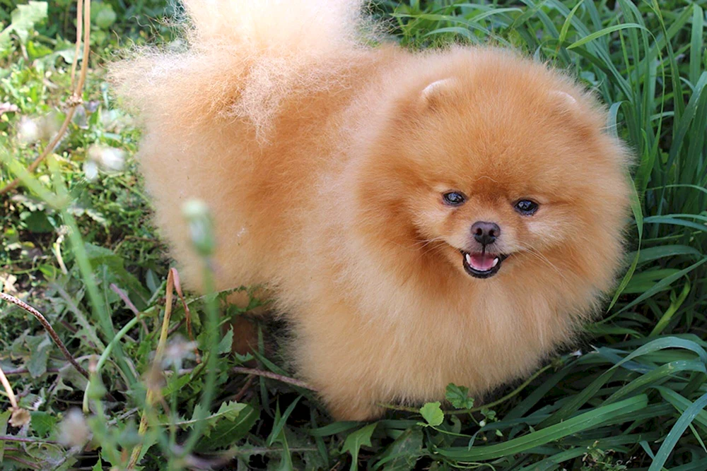 Kim Bear Spitz