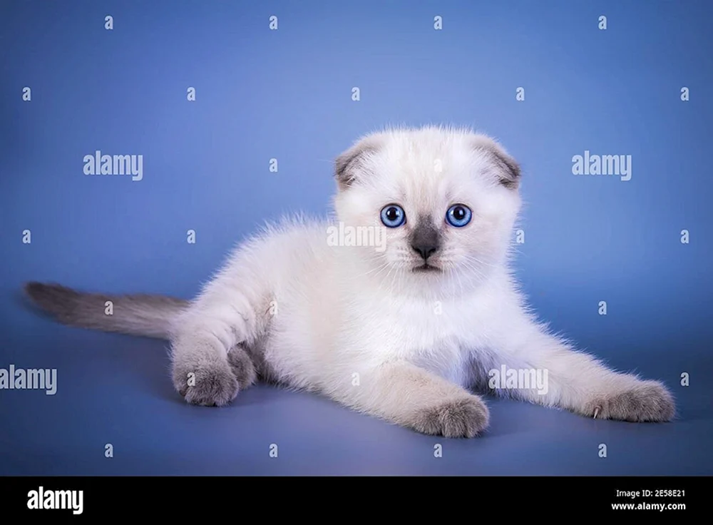 Siamese lop cat