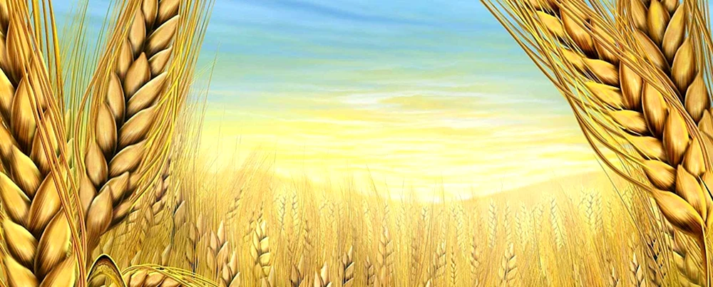 Dia Hintergründe Weizen