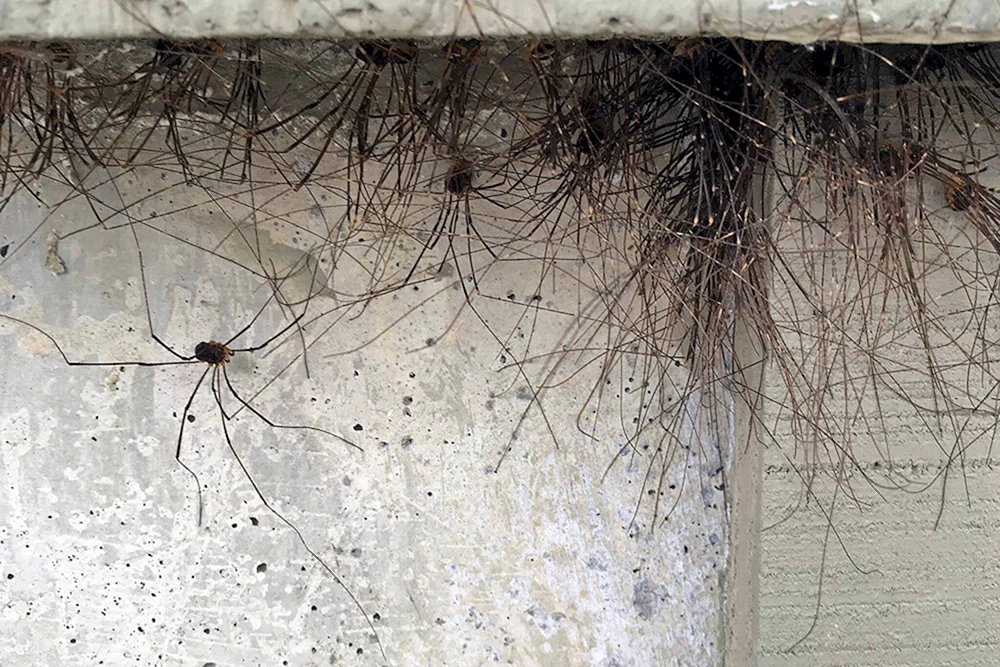 Schwarze Hausspinne