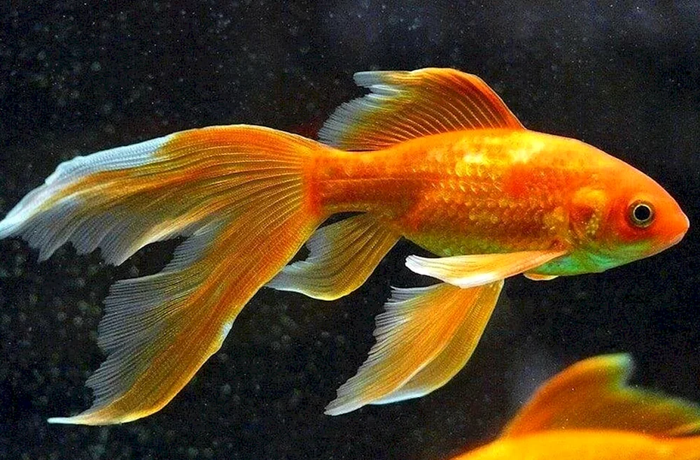 Goldfisch Puschkin Fisch