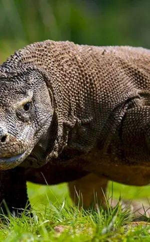 Komodo Varan