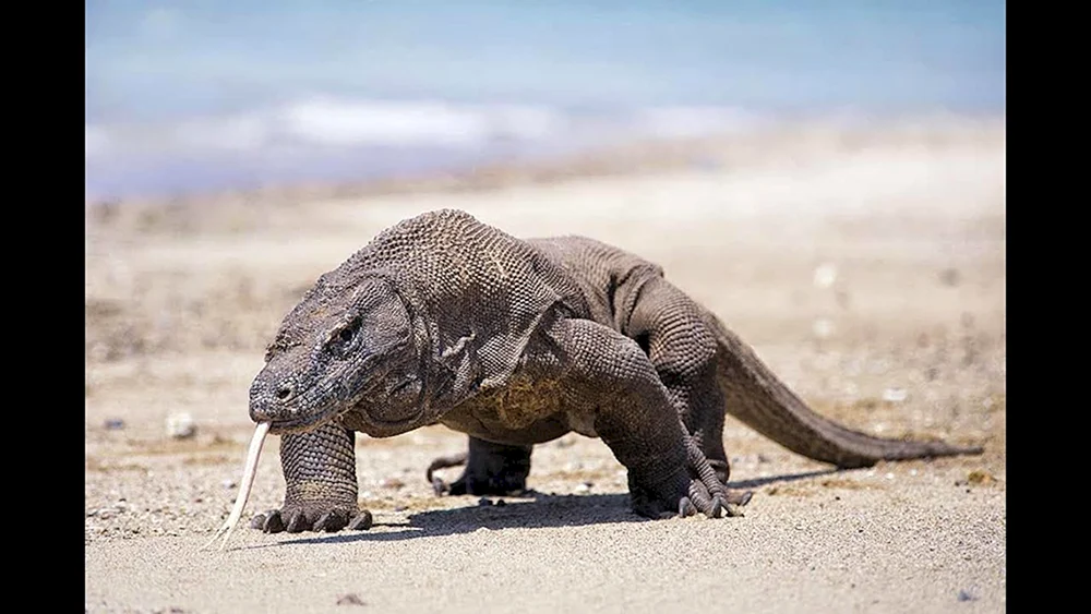 Komodo Varan