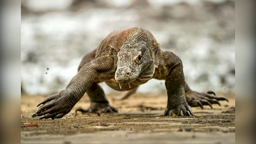 Komodo Varan