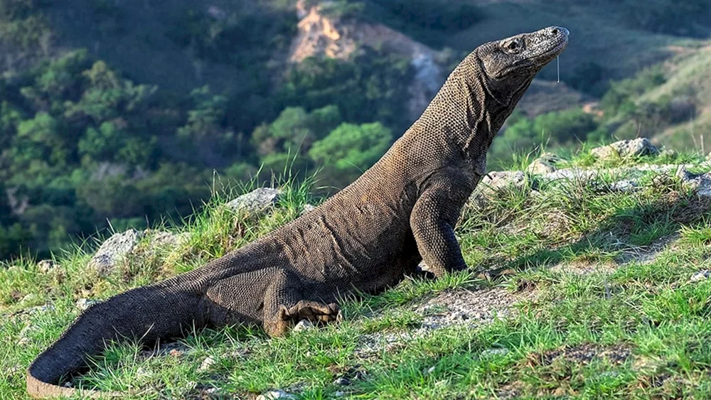 Komodo Varan
