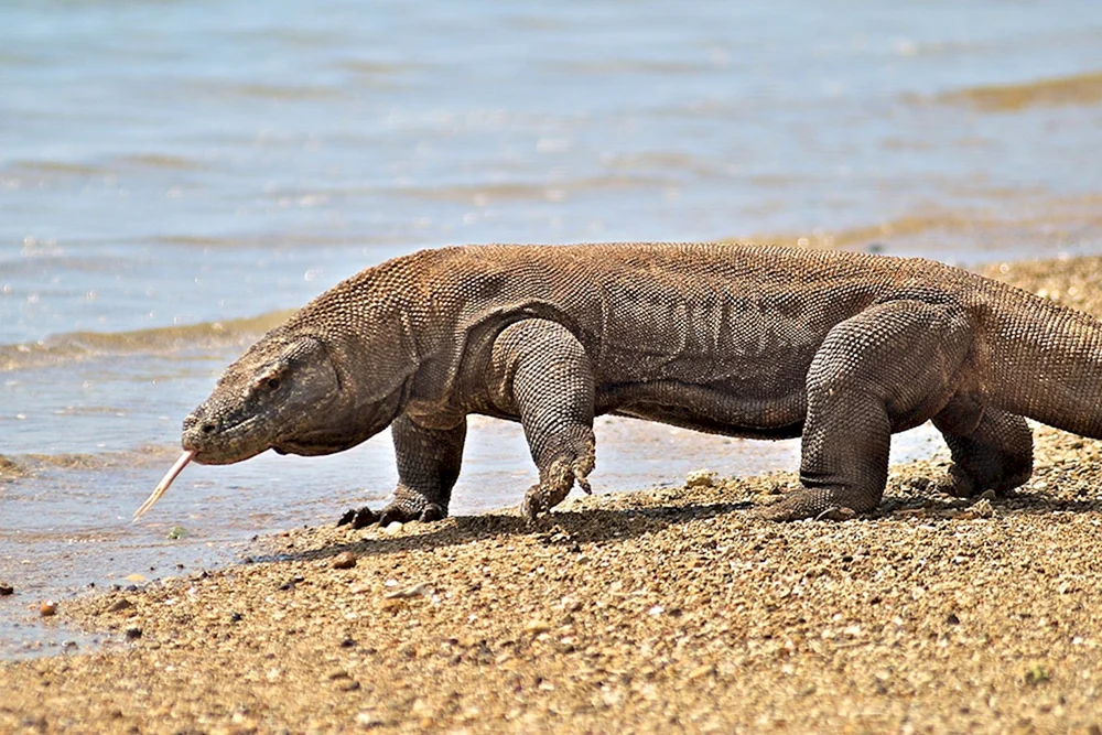Komodo Varan