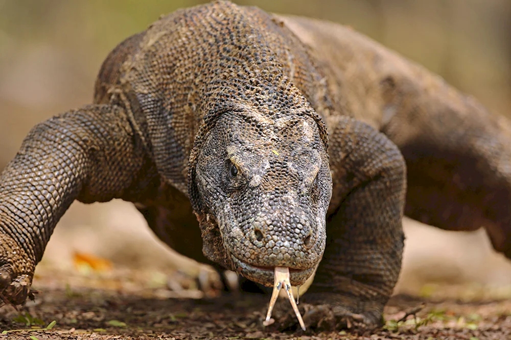 Varan der Insel Komodo Varan