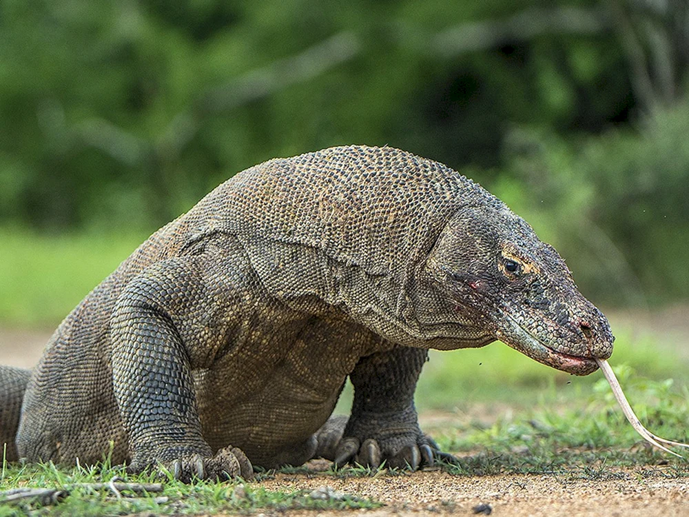 Komodo Varan