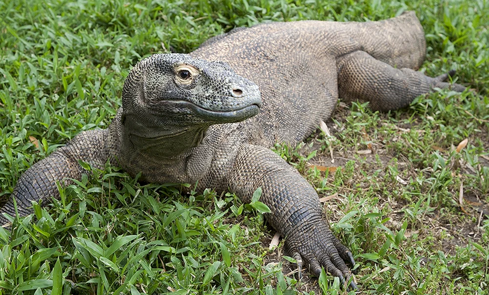 Komodo Varan
