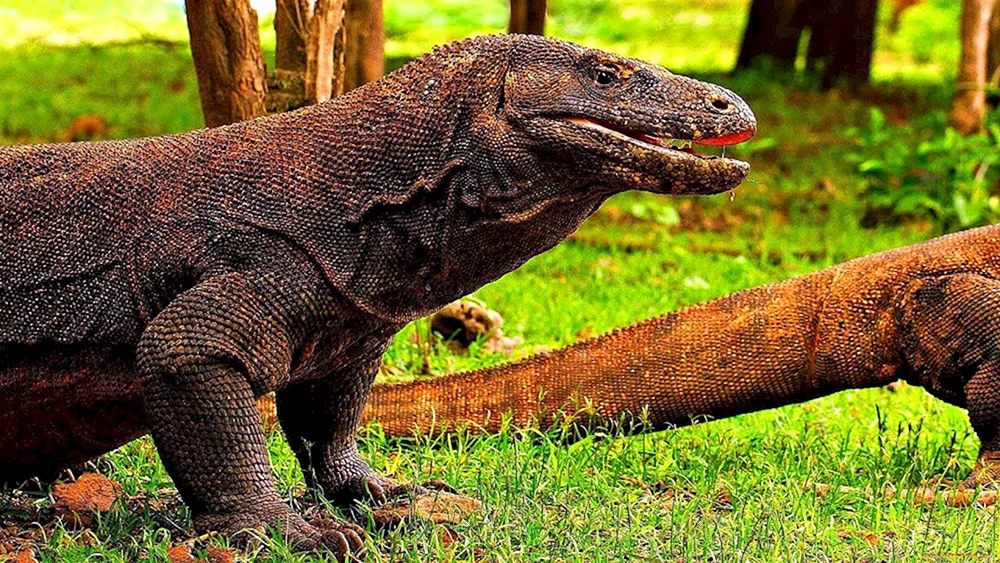Komodo Varan