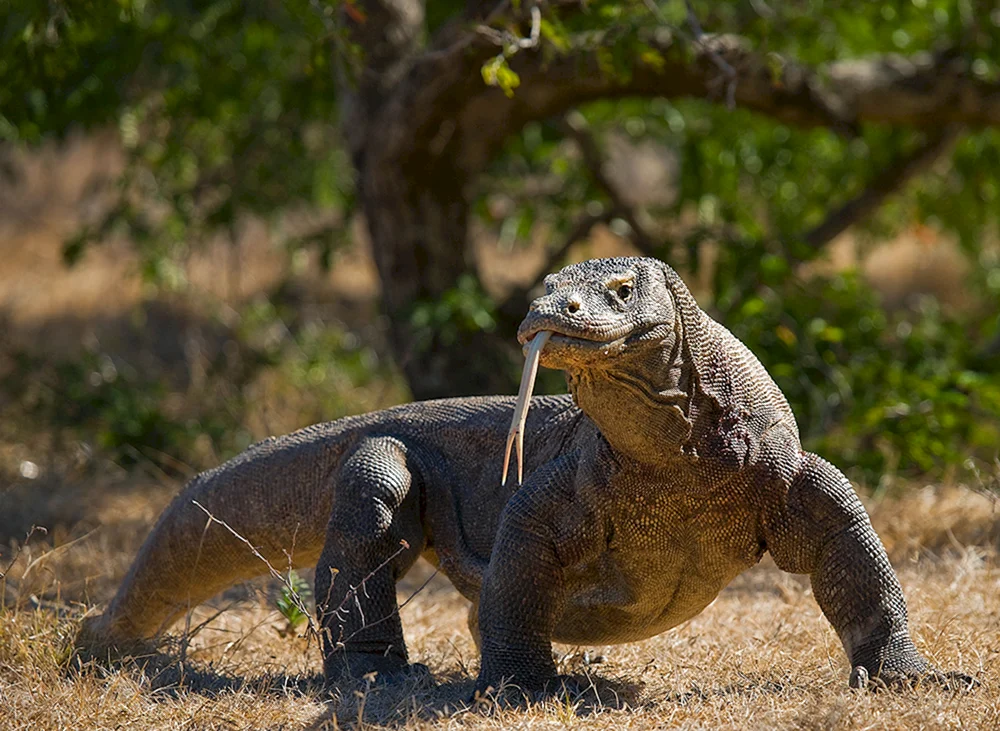 Komodo Varan