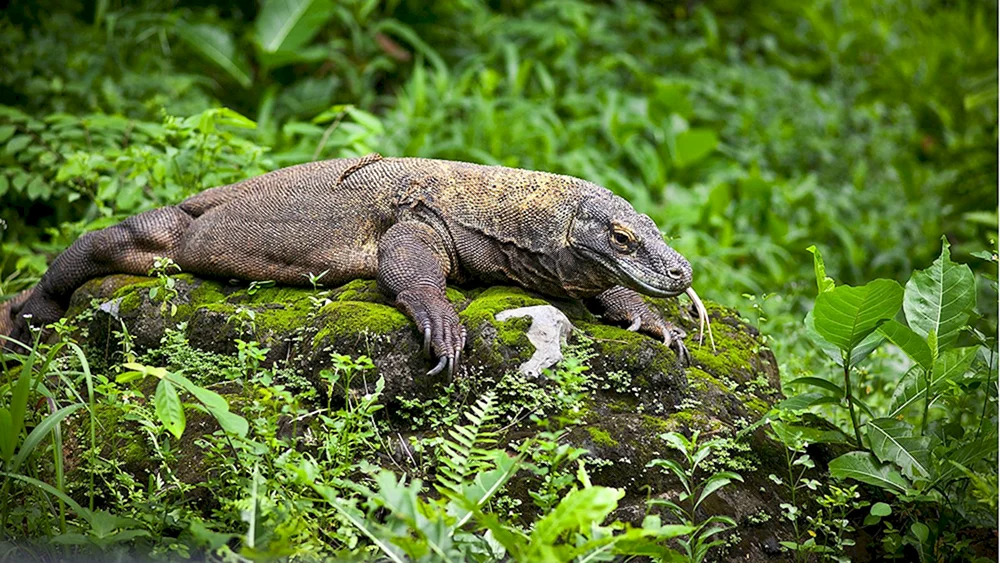 Komodo Eidechse Varan