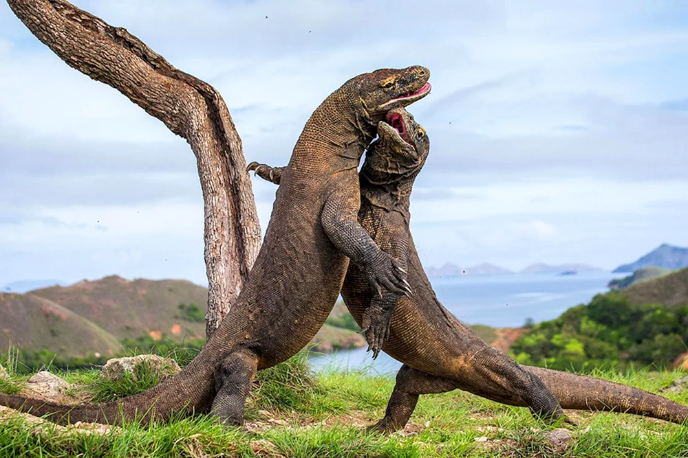 Komodo Varan