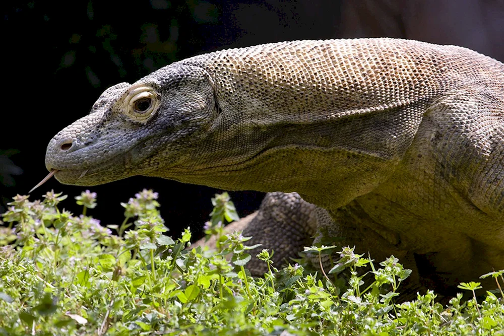 Komodo Varan