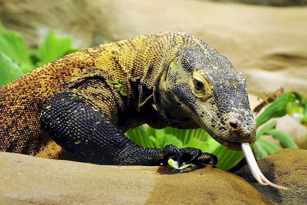 Iguana und Varan