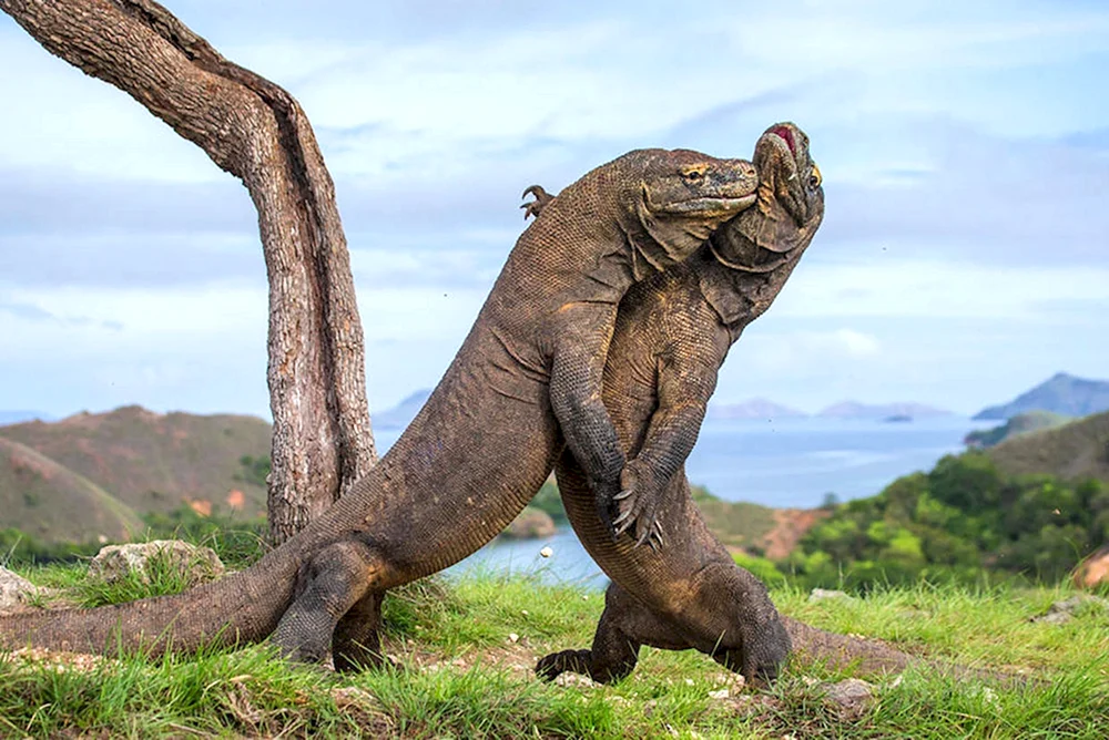 Iguana. Komodo Varan