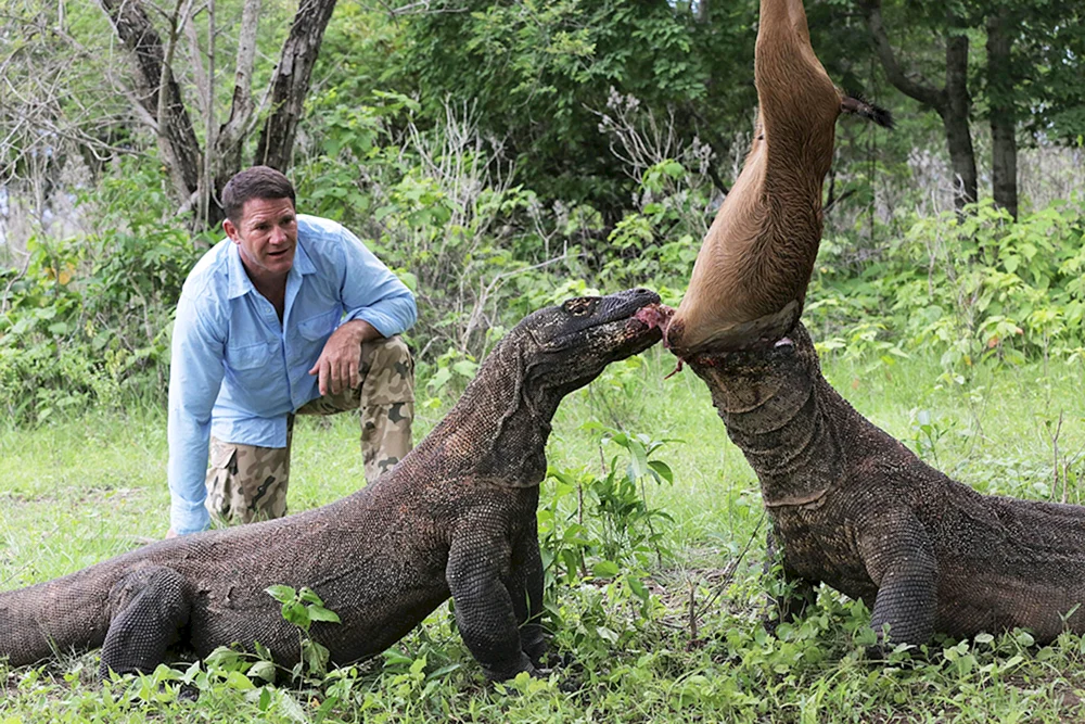 Komodo Varan
