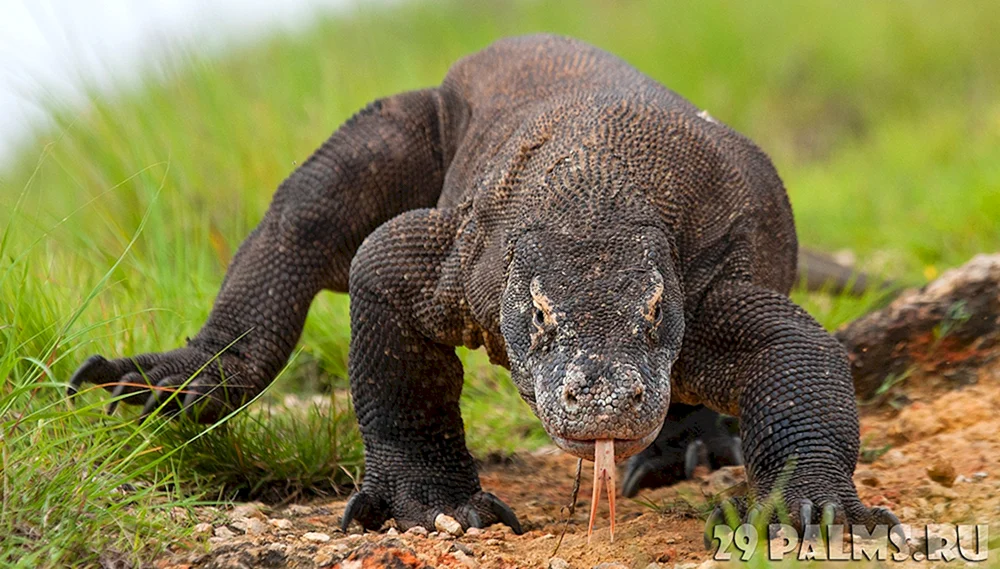 Komodo Varan
