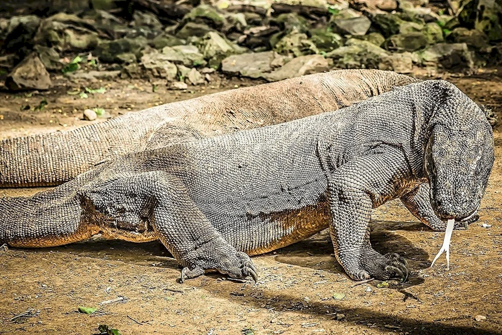 Komodo Varan