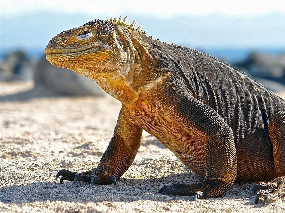 Komodo Varan
