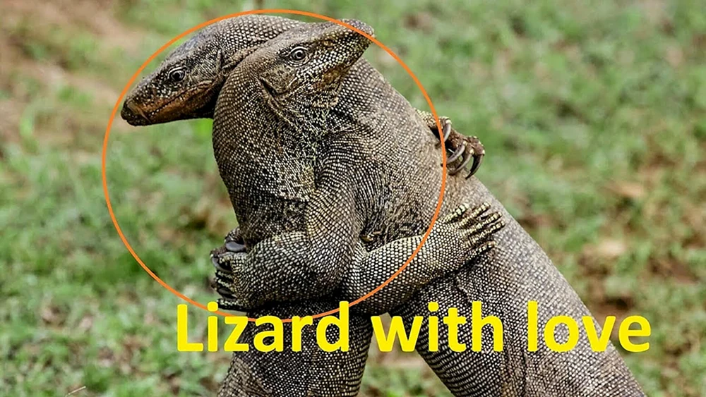 Komodo Varan