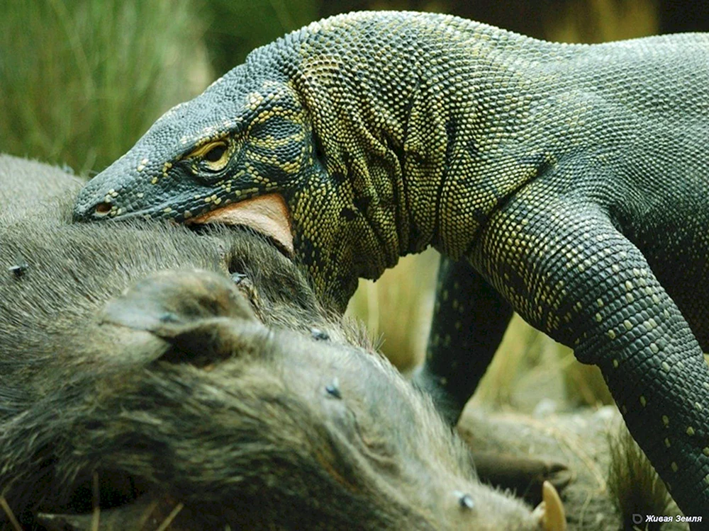 Komodo Varan Drache