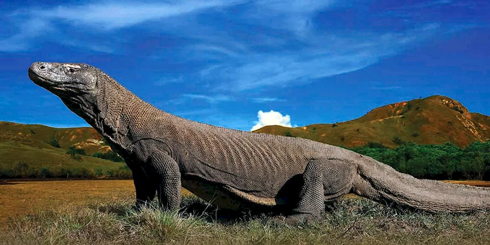 Varan. Komodo