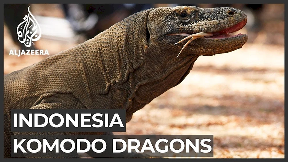 Komodo Varan