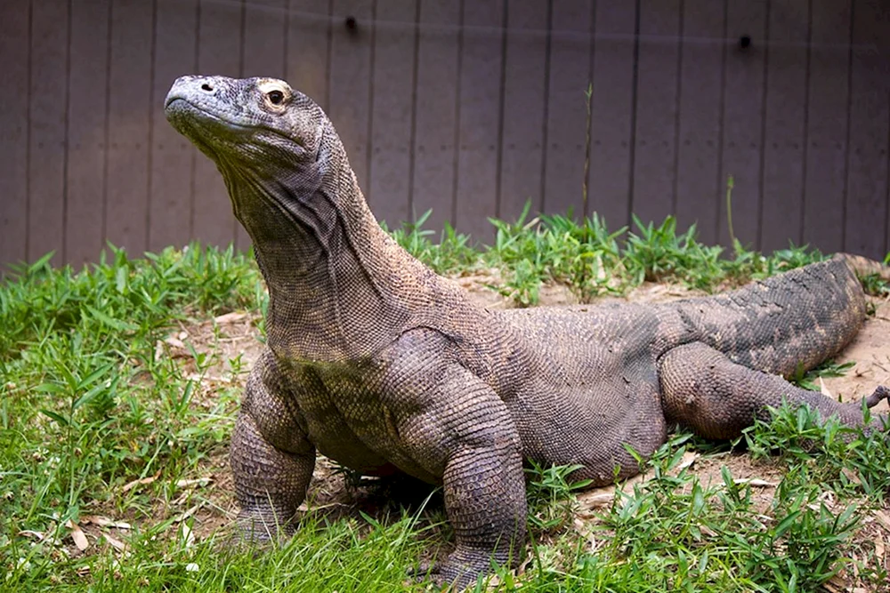 Komodo Varan