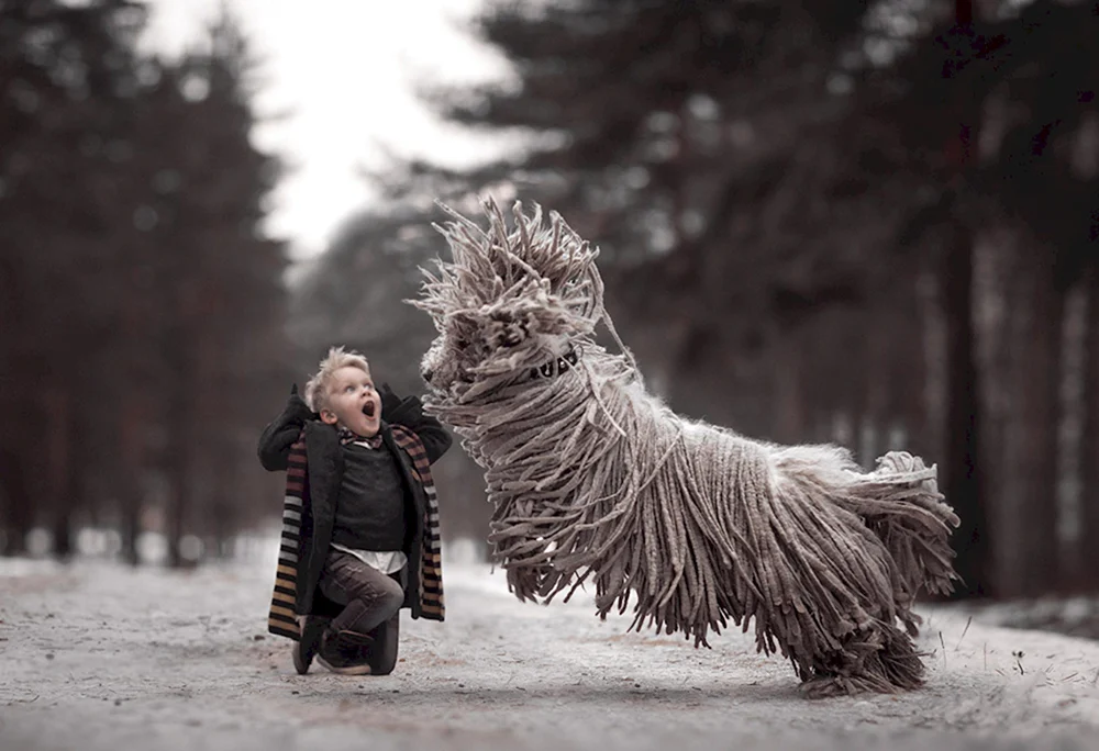 Ungarischer Schäferhund Komondor