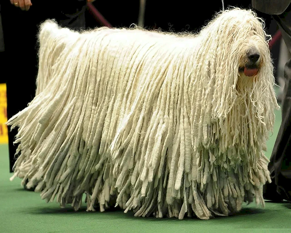 Komondor Ungarischer Schäferhund