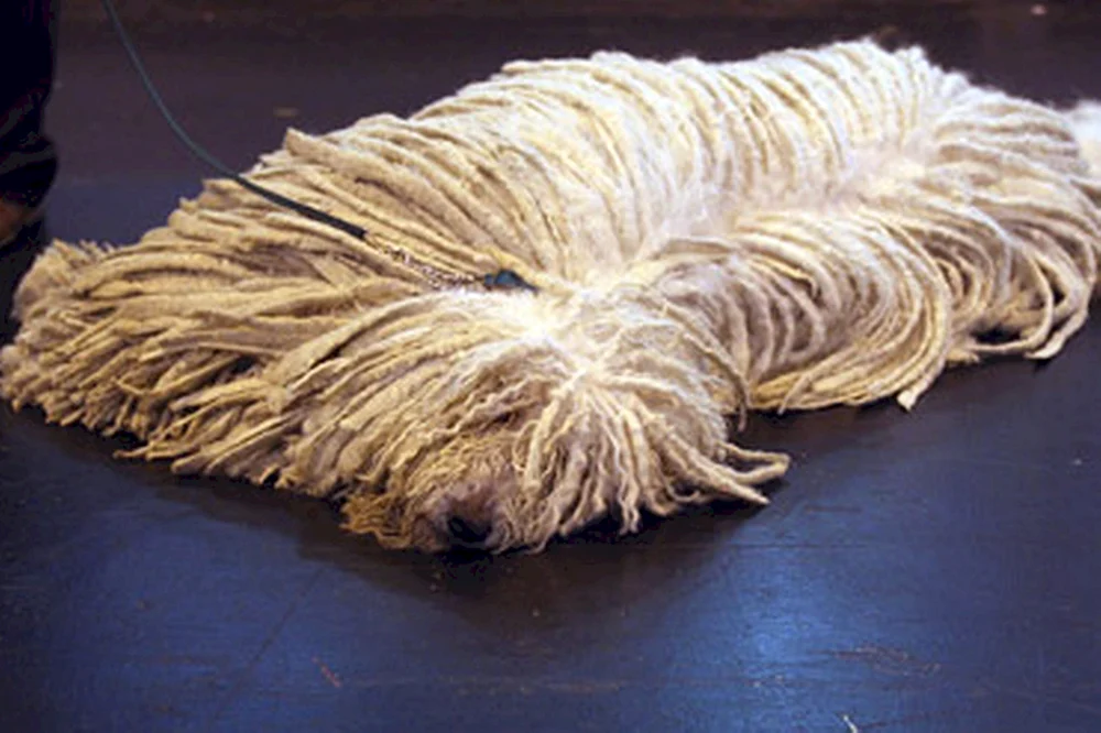 Venger Schäferhund Komondor