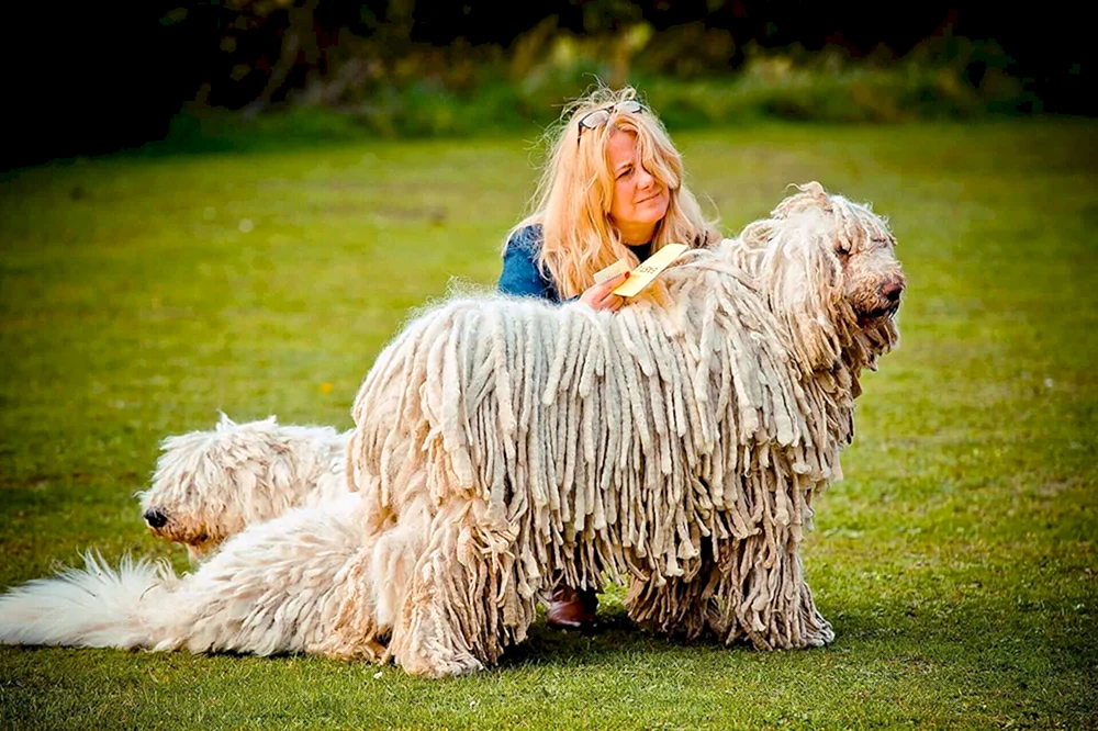 Bergham Schäferhund Komondor