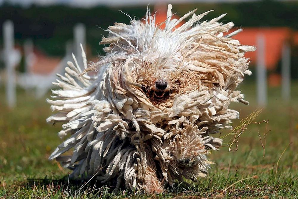 Ungarischer Schäferhund Komondor