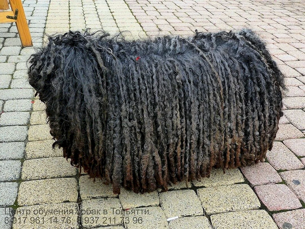 Ungarischer Schäferhund Komondor