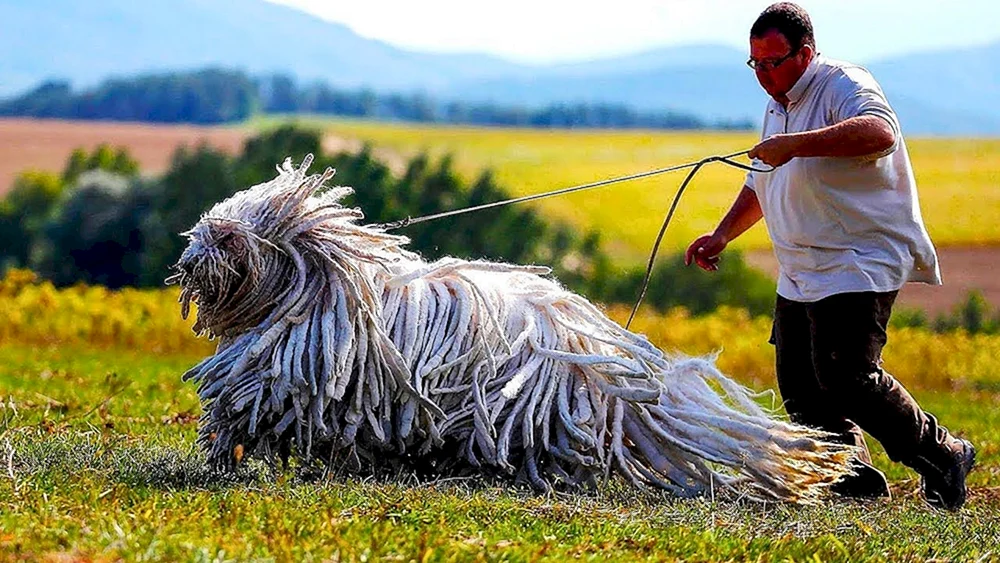 Ungarischer Schäferhund Komondor