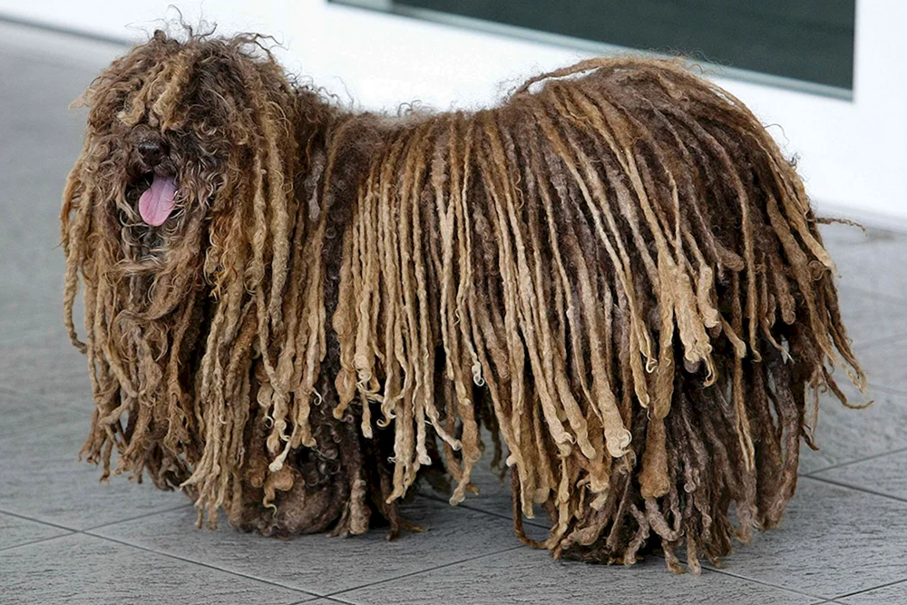 Helen Thompsons Lappenhund