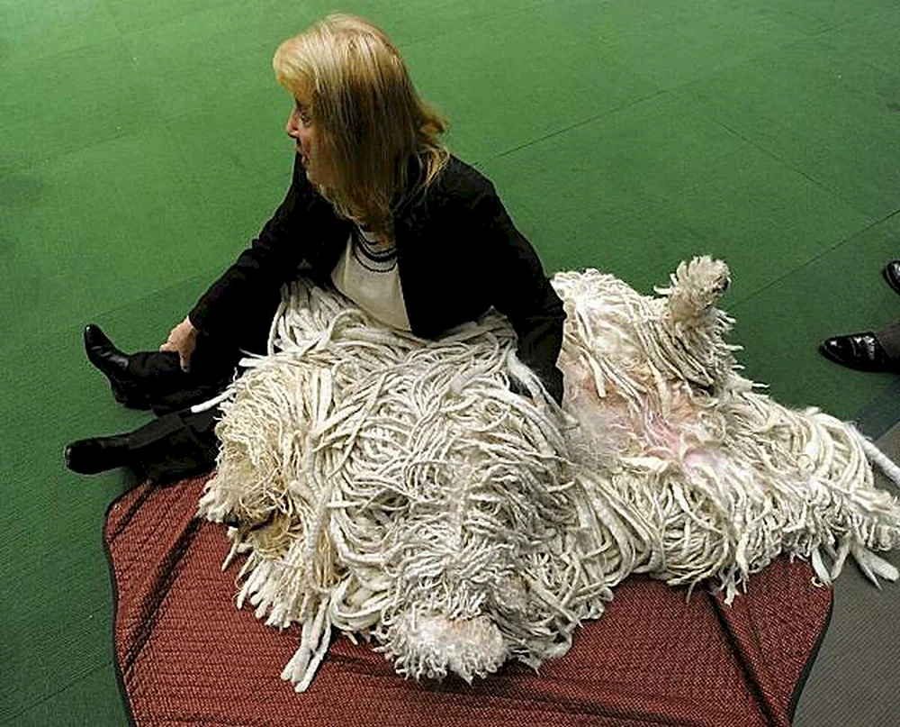 Comondor Ungarischer Schäferhund