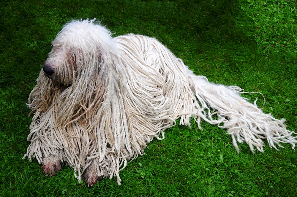 Südrussischer Schäferhund