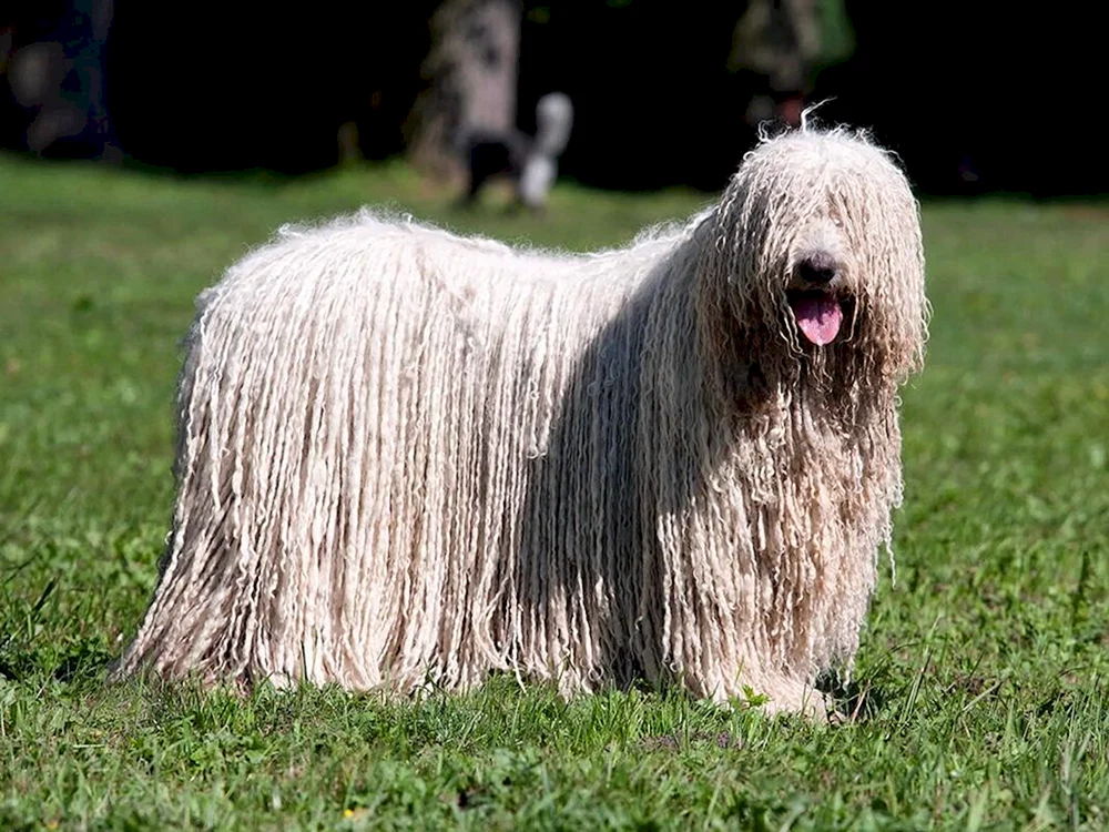 Comondor Ungarischer Schäferhund Commander