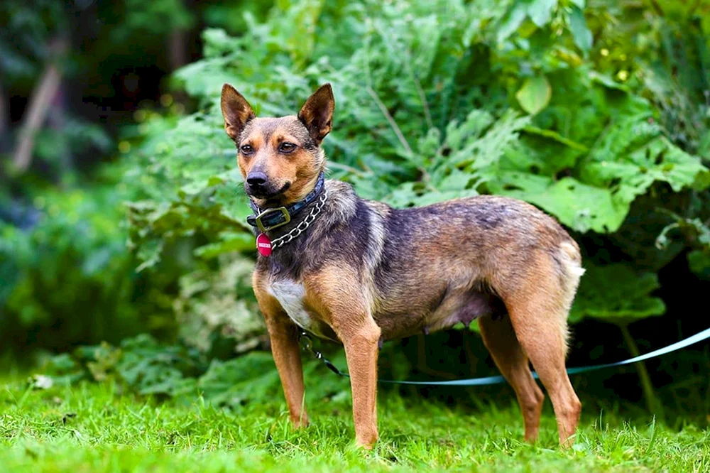 Kompakte Hunde. Hunde