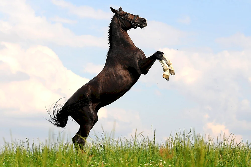 Akhalteke Pferd