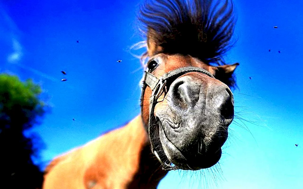 Pferd