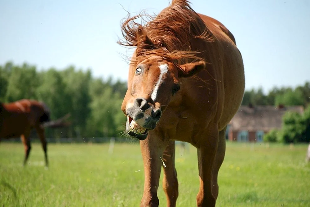 Verrücktes Pferd