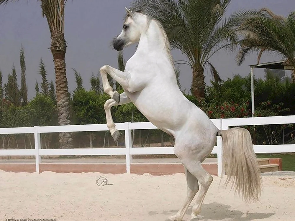 Kirschpferd