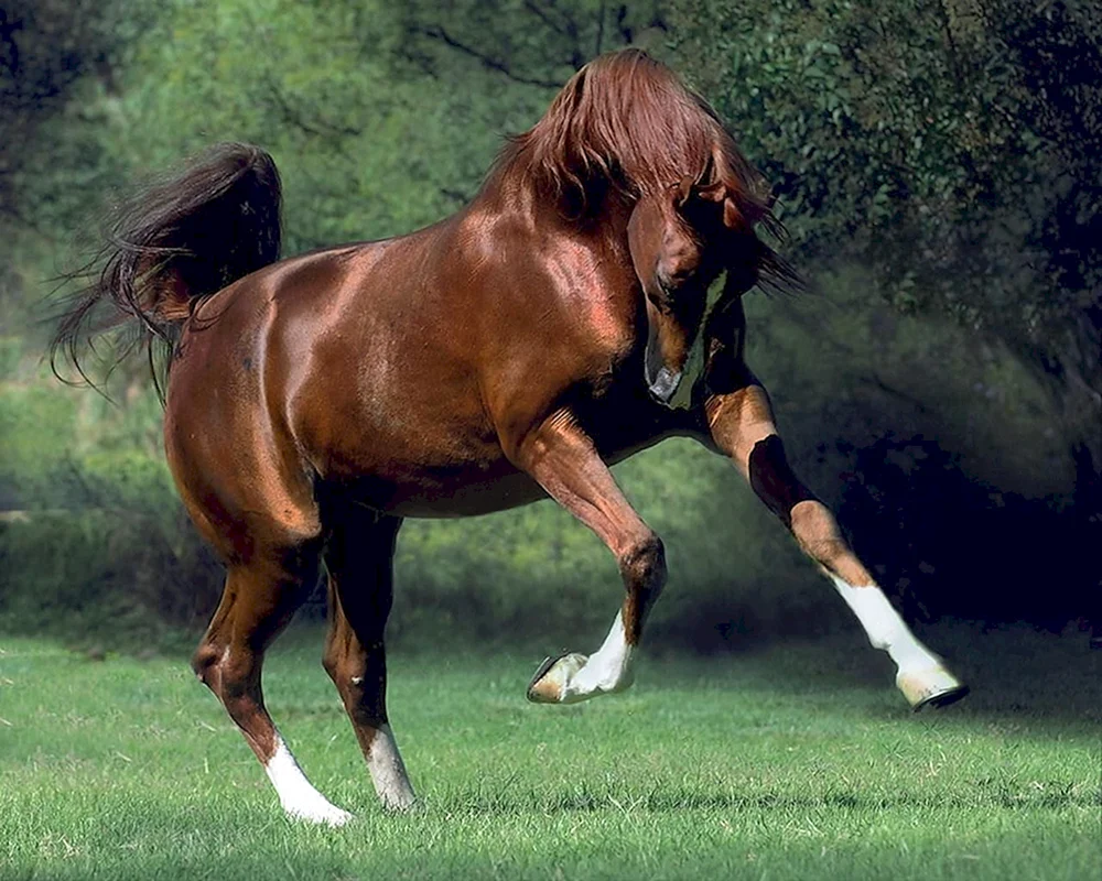 Reitender Reiter