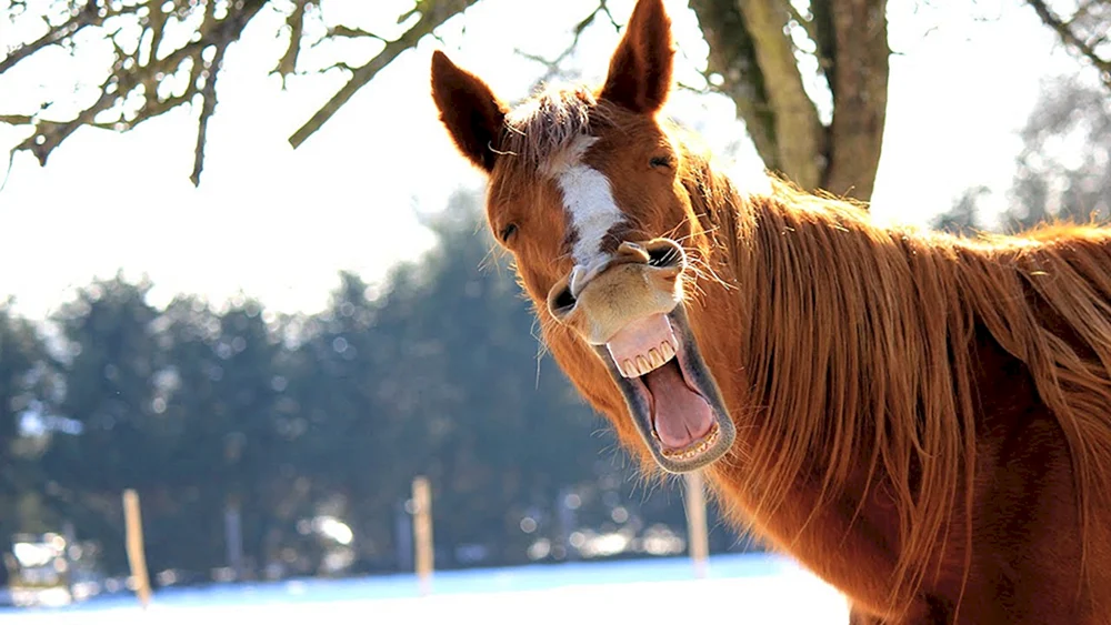 Lustiges Pferd