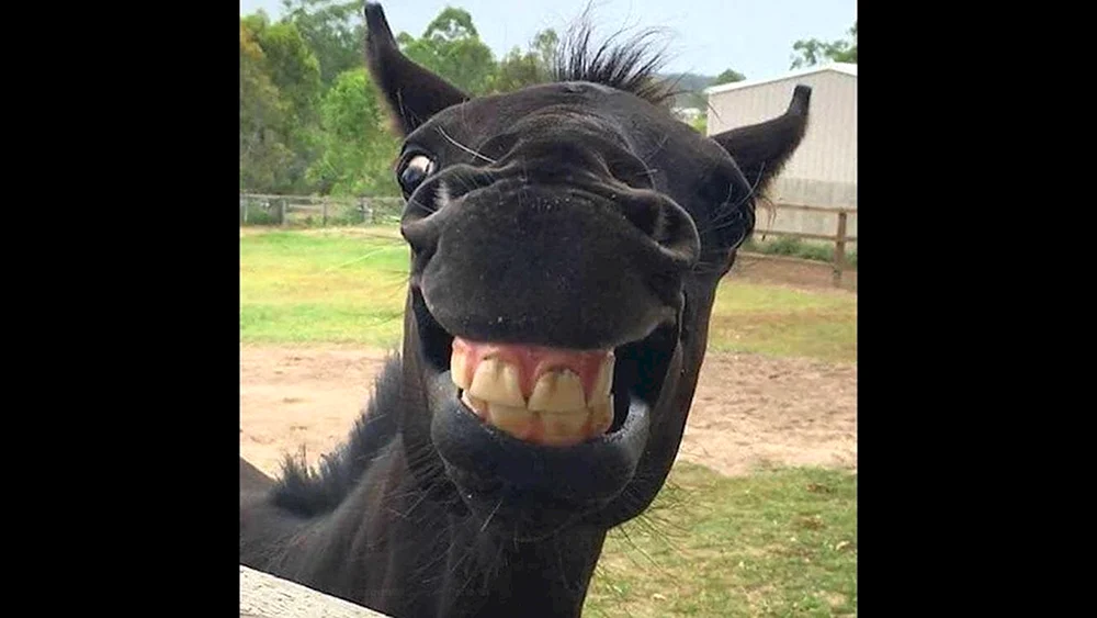 Lustiges Pferd